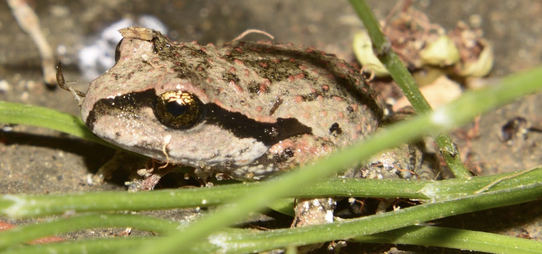A native amphibian among ground vegetation, recorded in the field in the O'Higgins Region