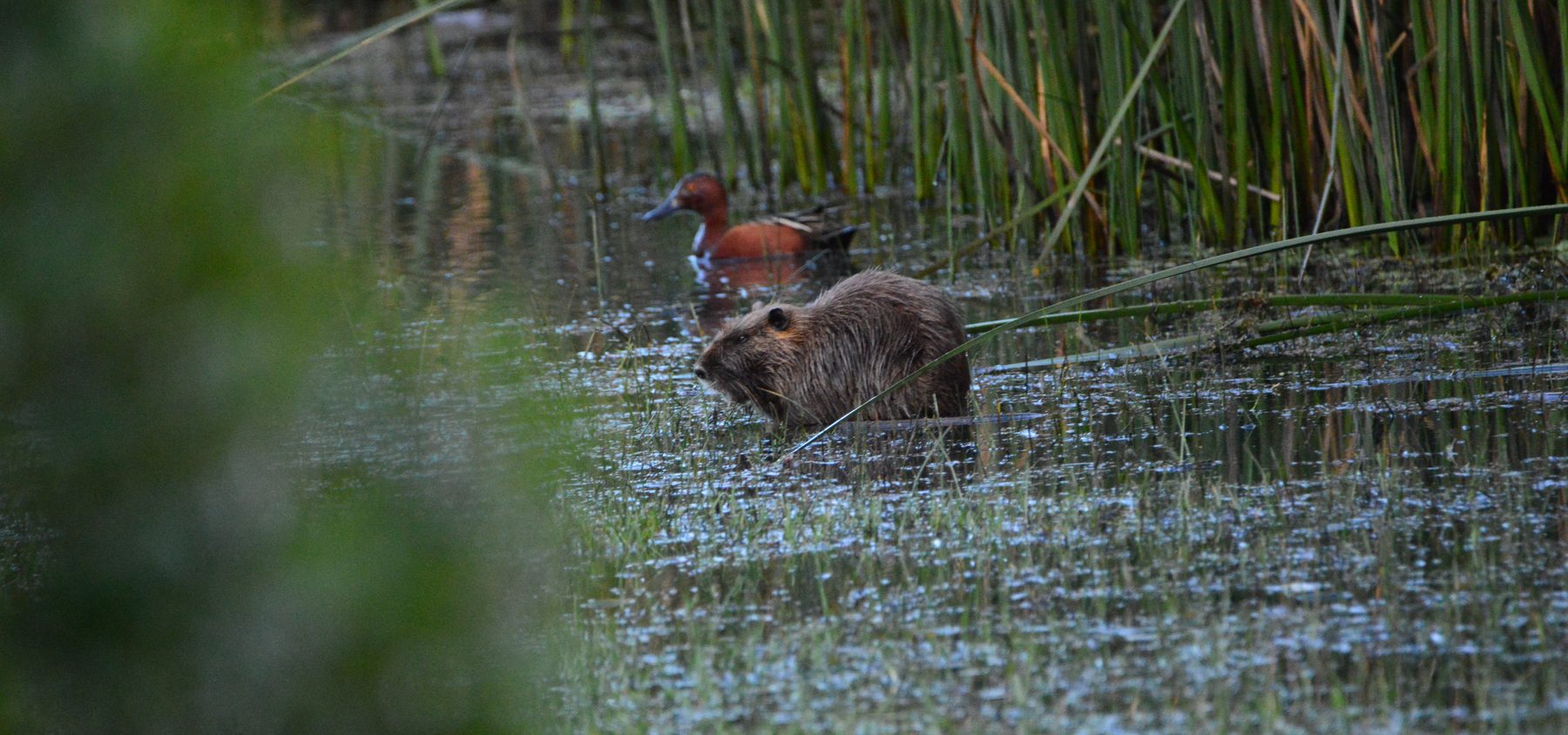 Wildlife among the reeds of a wetland in the O'Higgins Region