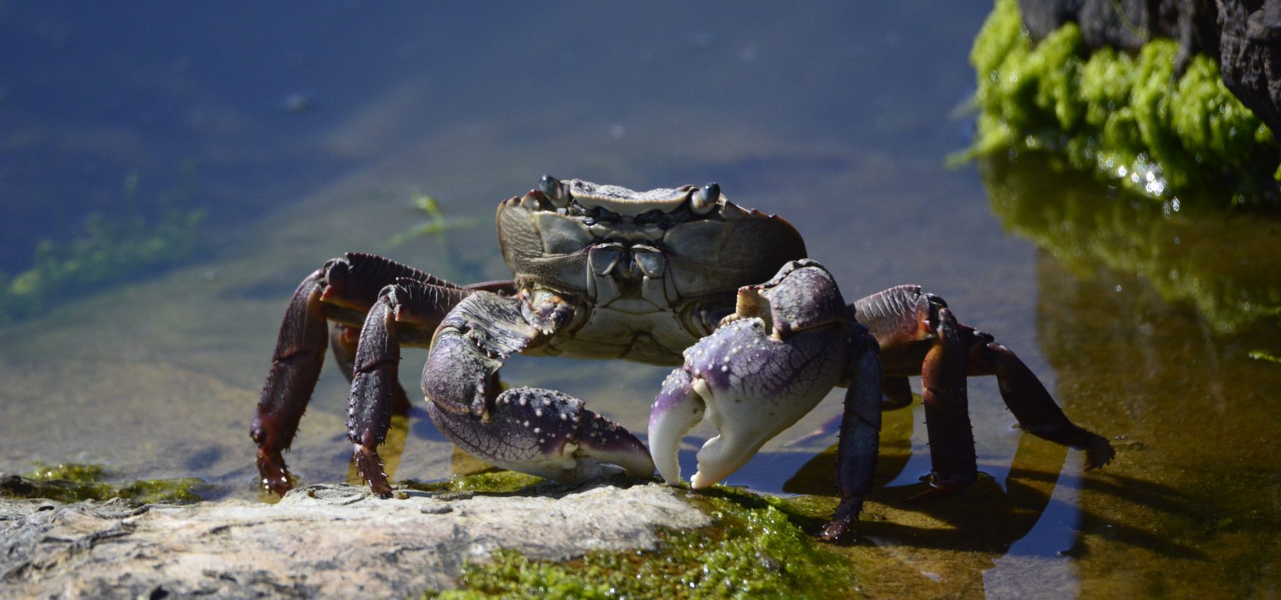 A crab on an algae-covered rock in the Pichilemu intertidal zone