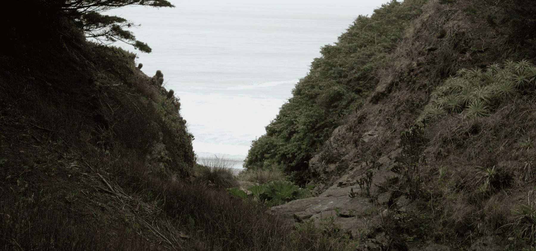 A coastal ravine with native vegetation running down to the sea in Cardenal Caro province