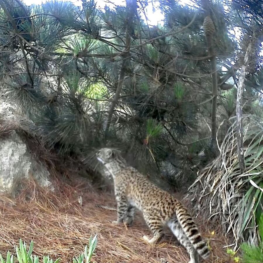 A camera-trap record on a hill near Pichilemu