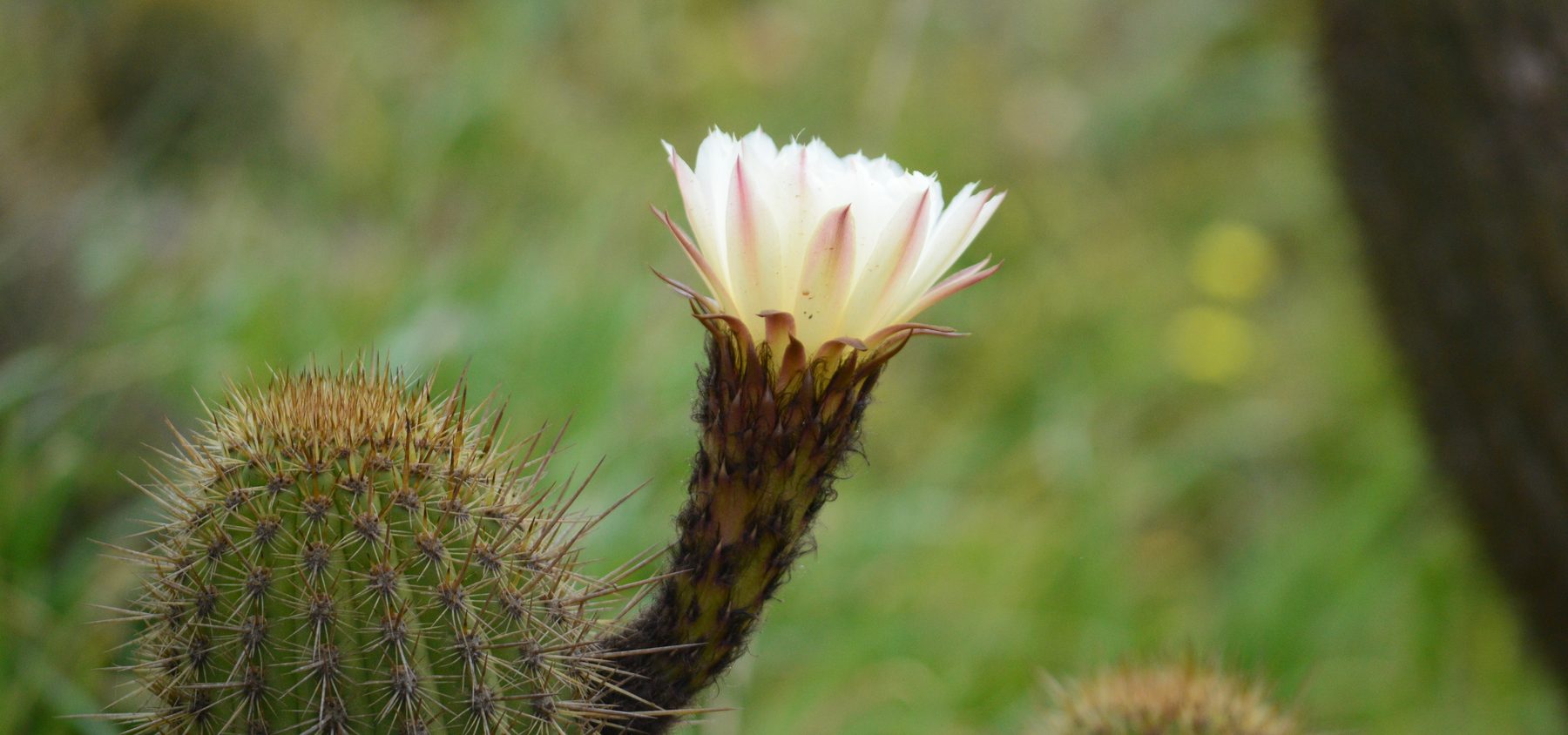 A native cactus in flower in the coastal scrub of the O'Higgins Region