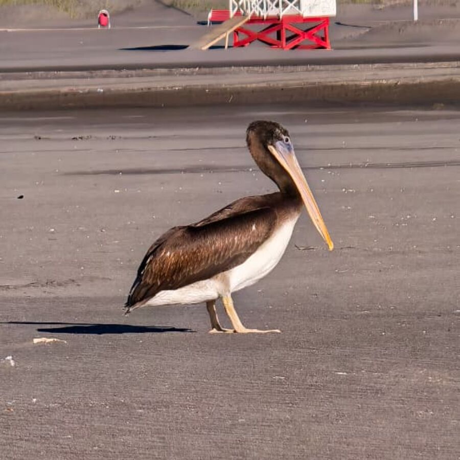 A pelican on the coastal edge at Pichilemu