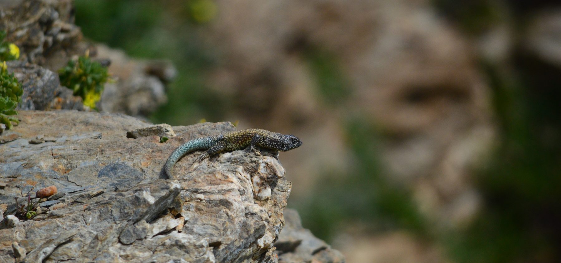 A native lizard basking on a rock in the scrubland of the O'Higgins Region